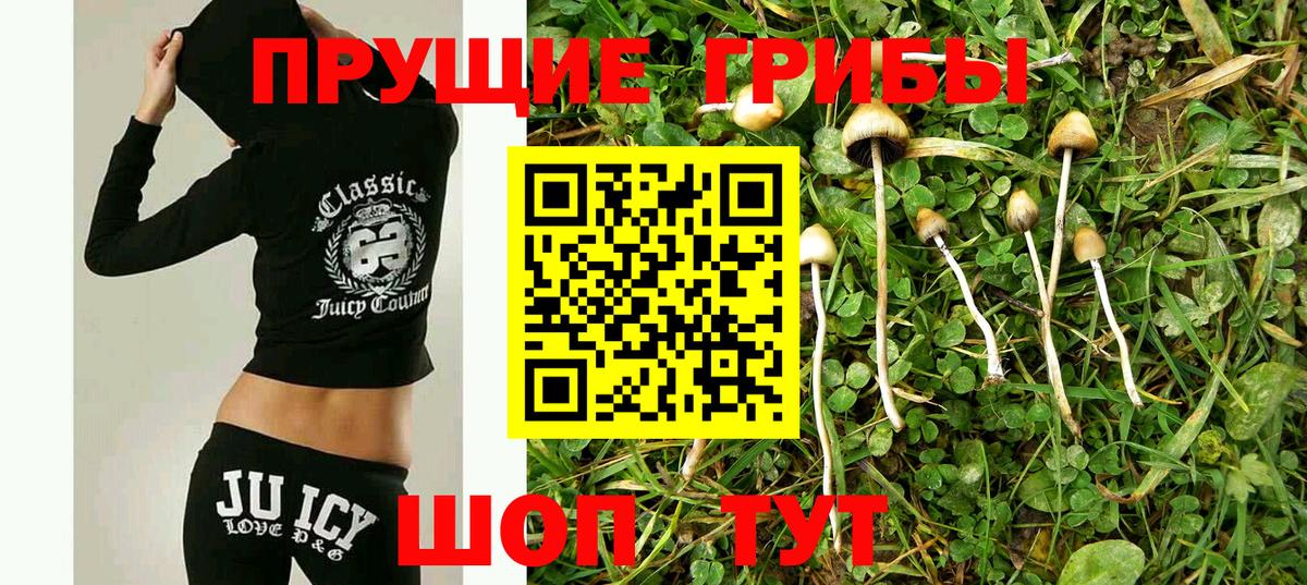 Псилоцибиновые грибы мицелий Всеволожск